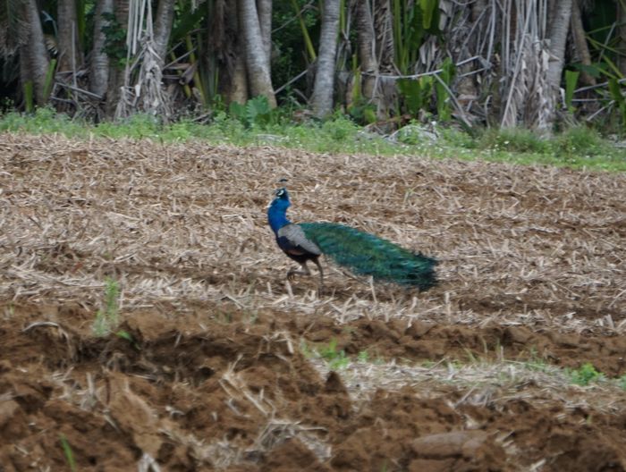 サトウキビ収穫後のクジャク