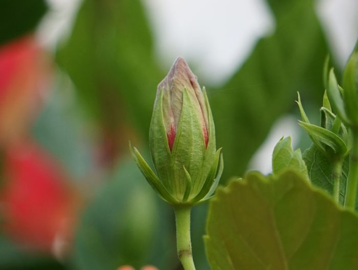 ハイビスカスのつぼみ