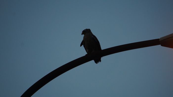 カンムリワシのシルエット