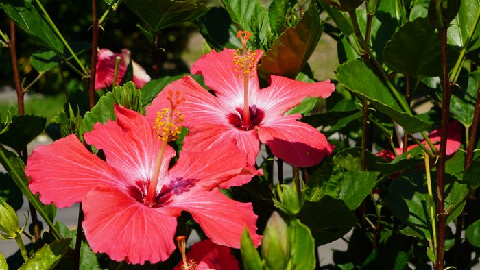 ハイビスカスが元気