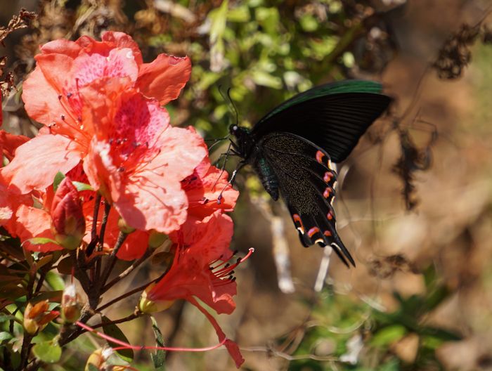 ツツジの開花とチョウチョウ♪