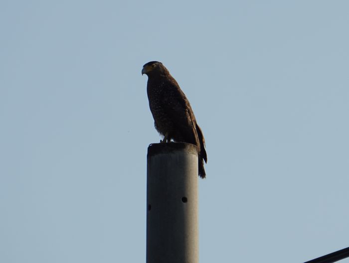 カンムリワシさん
