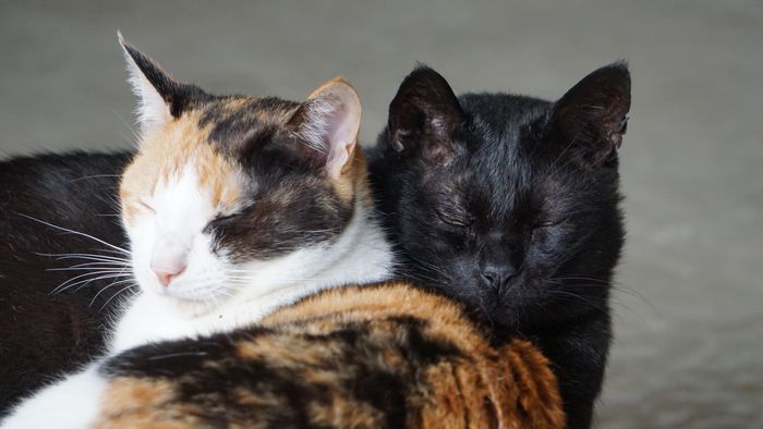 平和なお昼寝顔