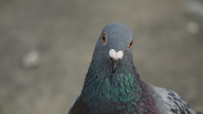 白いハートマークがカワイイ　ハト