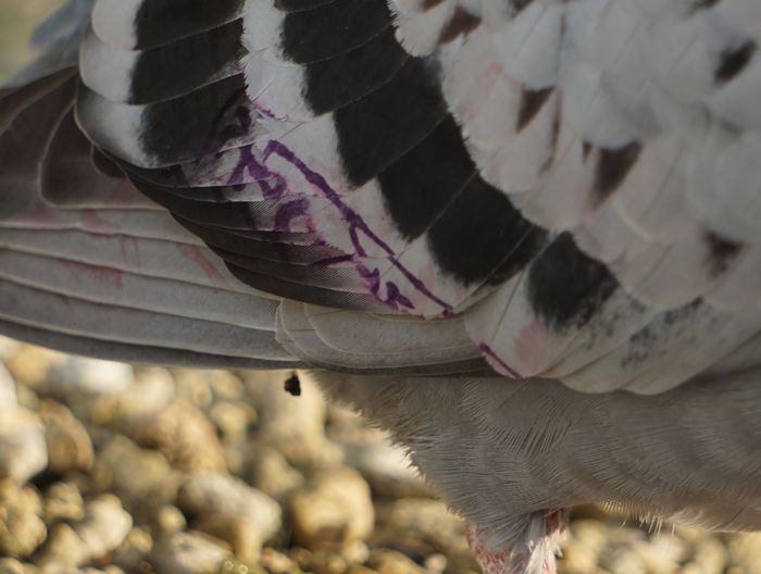 羽に紫色のスタンプ　ハト