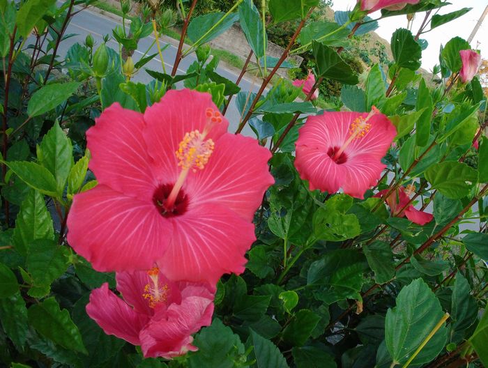 ハイビスカスが咲いております