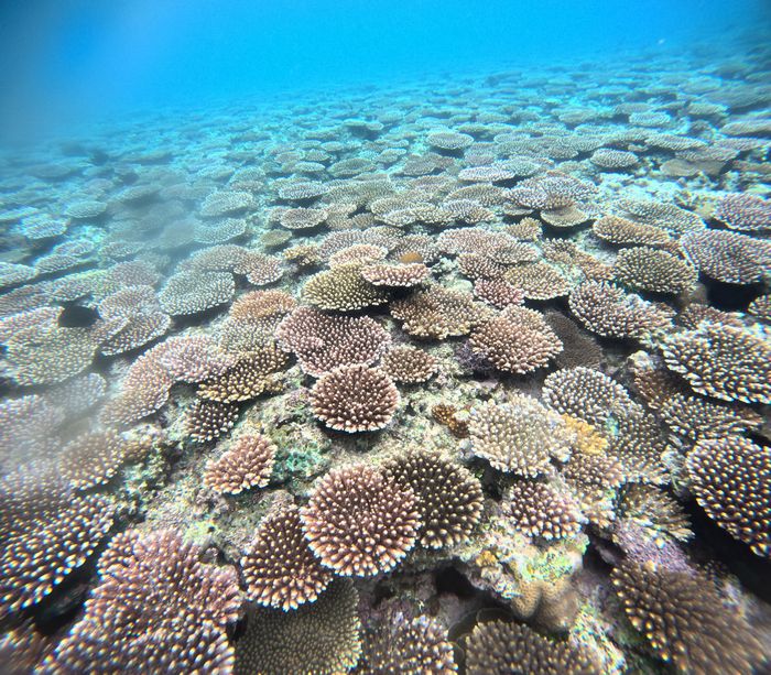 キレイなサンゴが増える
