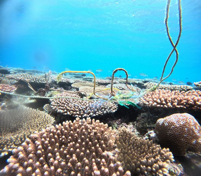 サンゴに絡みつくゴミ