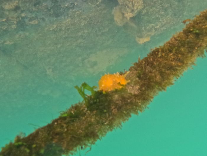 あら、こんもり黄色♪これウミウシさん