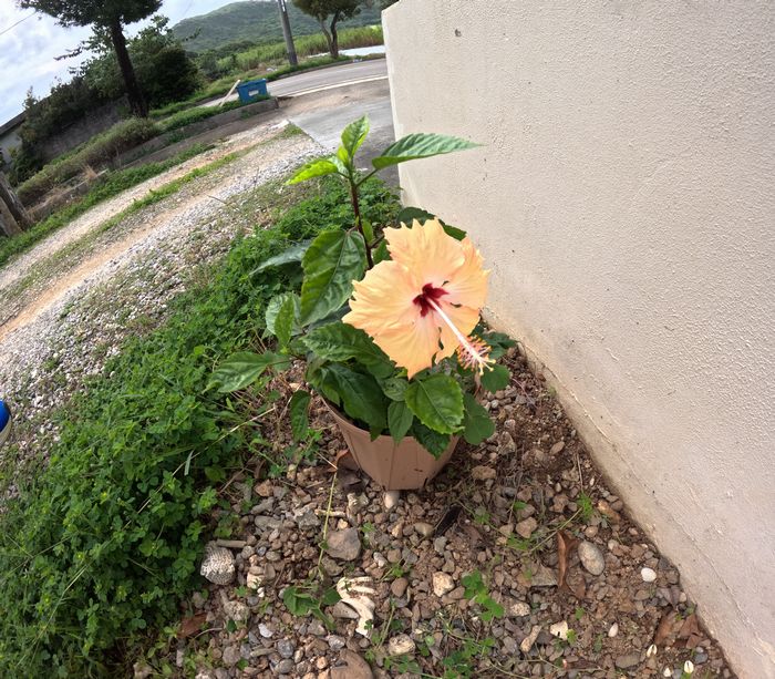 鉢植えしたハイビスカス