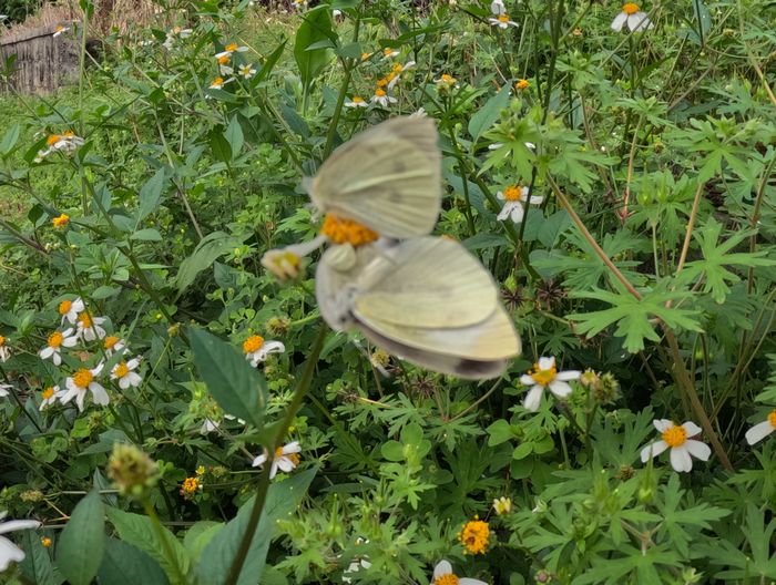 二匹舞うチョウチョウ