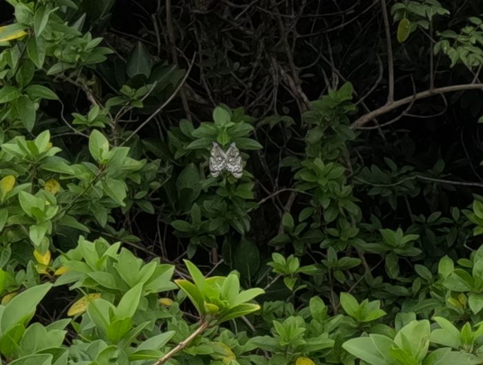 オオゴマダラが