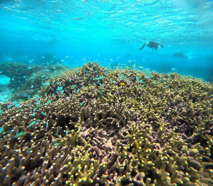 透明度抜群の水中世界