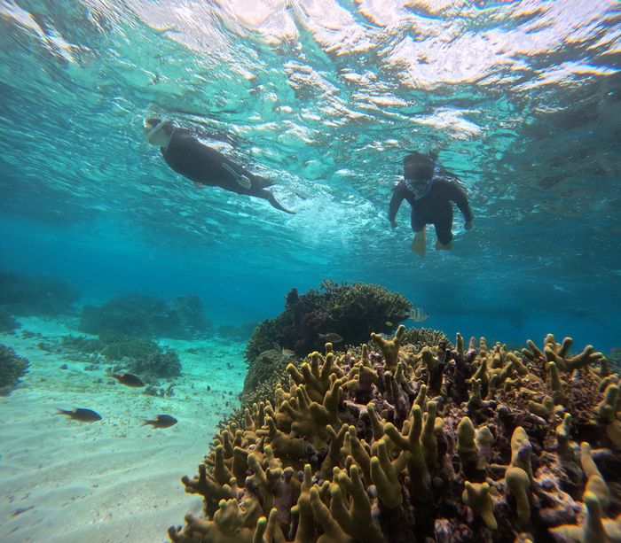 サンゴを満喫です