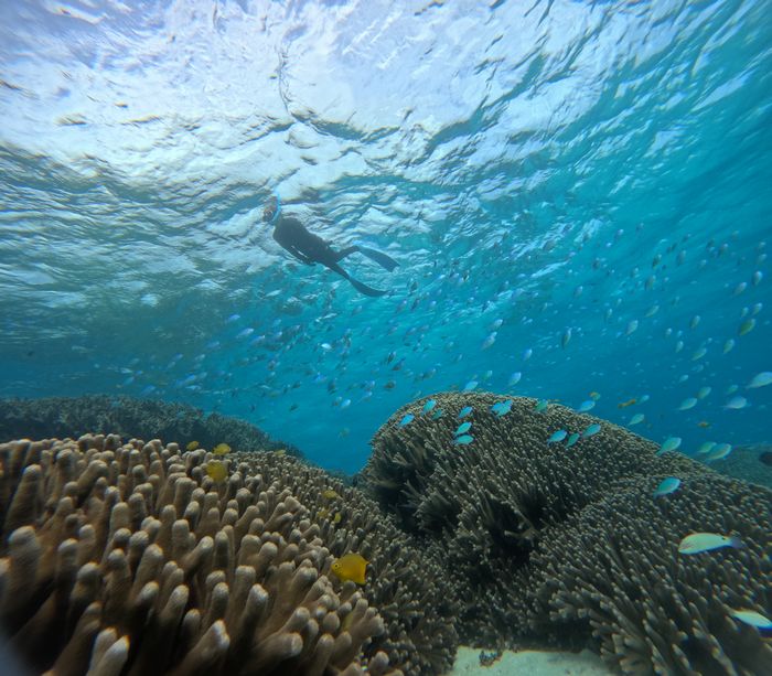 ユビエダハマサンゴを楽しむ