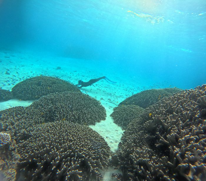 リピーターT成さん