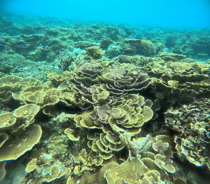 マイタケサンゴを楽しむ