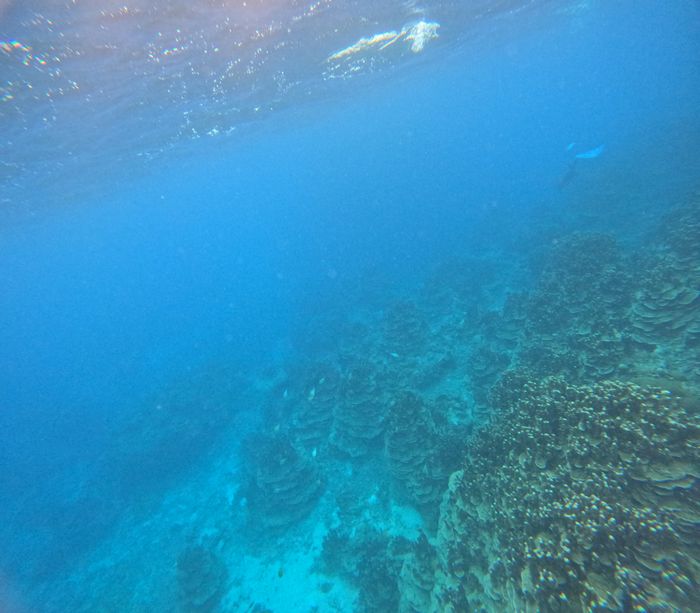 パラオハマサンゴを楽しむ