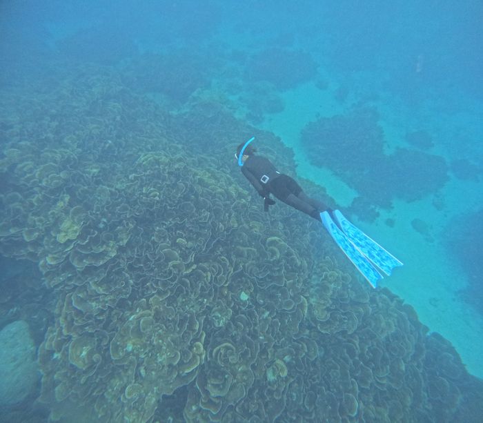 キッカサンゴと潜る