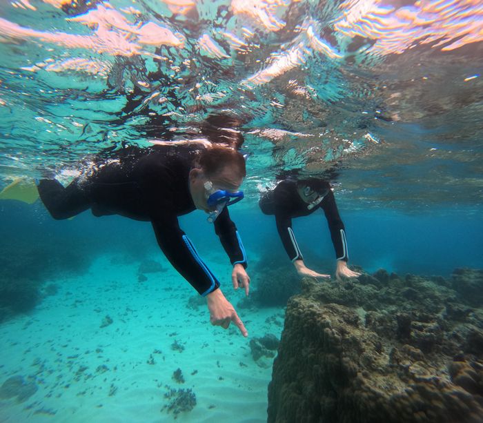 お魚さん観察を楽しむ