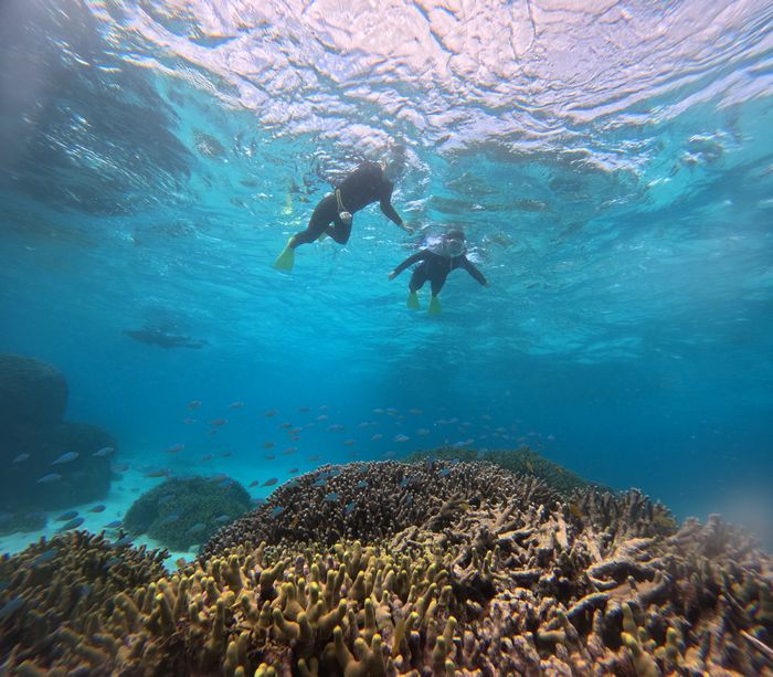 浅瀬サンゴを楽しんだら