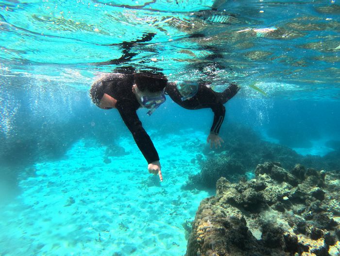 カクレクマノミ見つける
