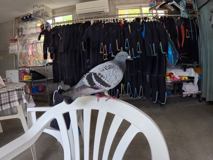 ん！事務所にハト！