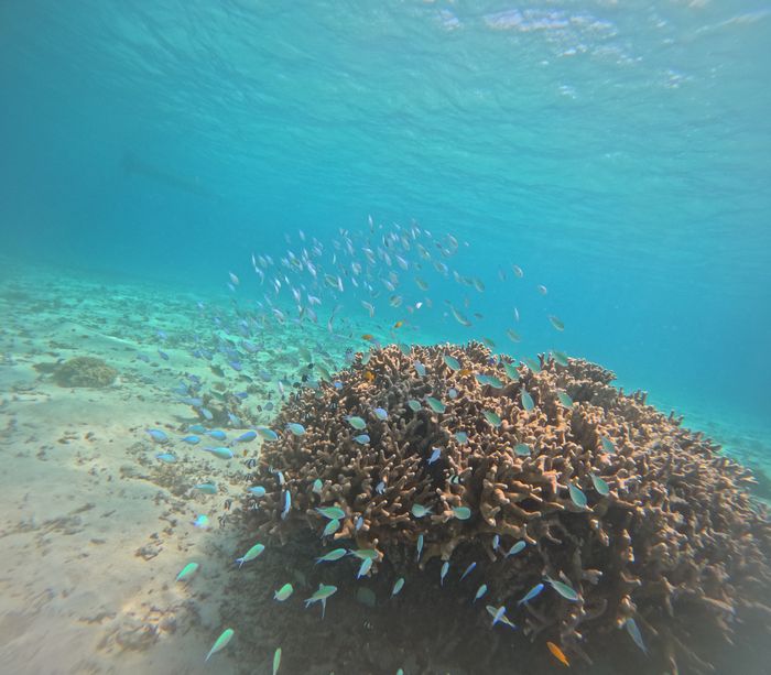 サンゴに群れるお魚さん