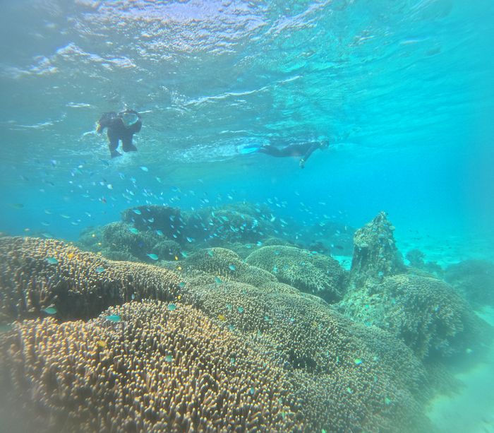 浅瀬サンゴを楽しむ、抜群の透明度