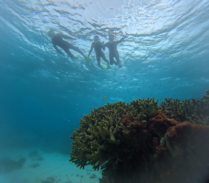 サンゴを満喫です