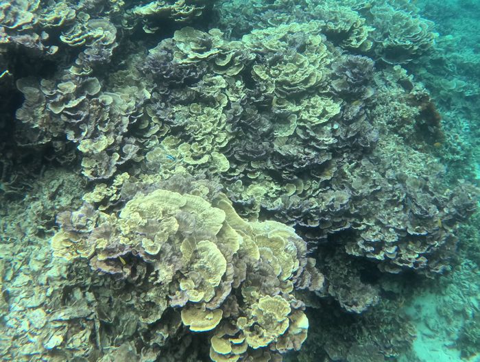 チヂミウスコモンサンゴ