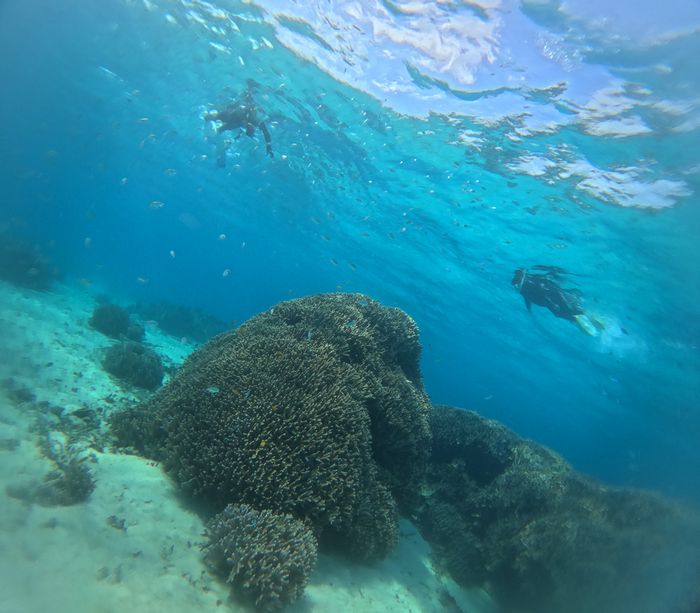 透明度高い水中世界