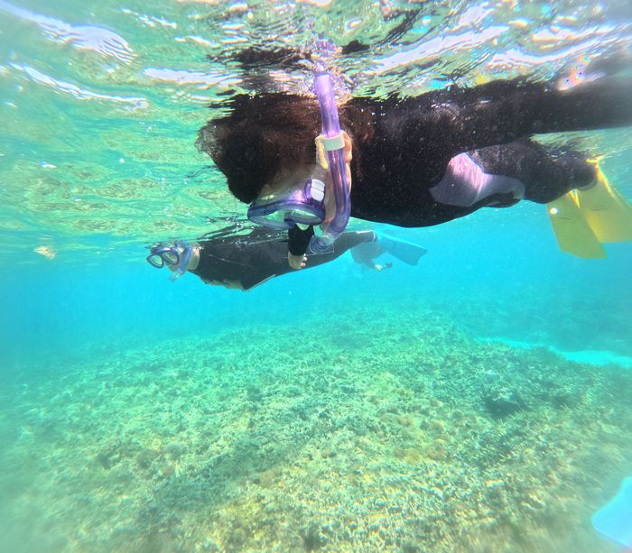 マスクデビュ済み