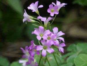 キレイな雑草、ムラサキカタバミ