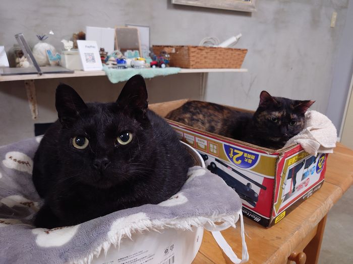 カワイイんだけどクロタマさん