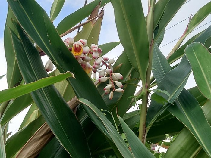 今シーズン初開花、ゲットウ