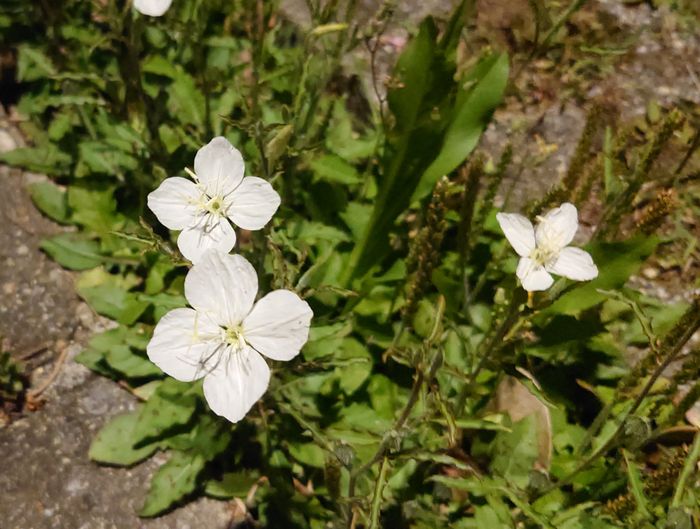 夜でも開花の花