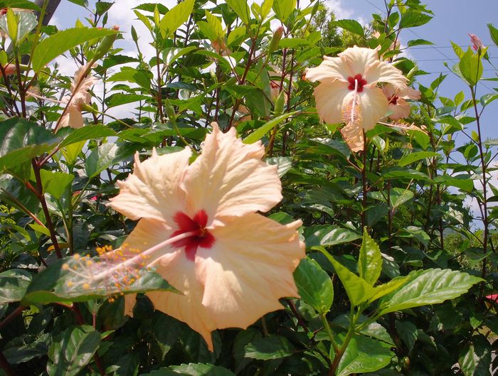 ハイビスカス元気