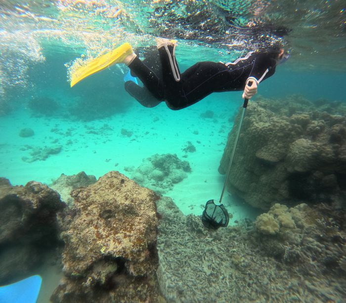 そして網でお魚さん捕まえる
