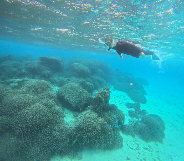 抜群の透明度、サンゴを楽しむ