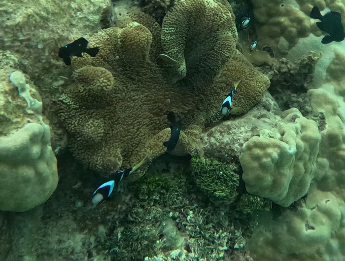 クマノミさん増えています。