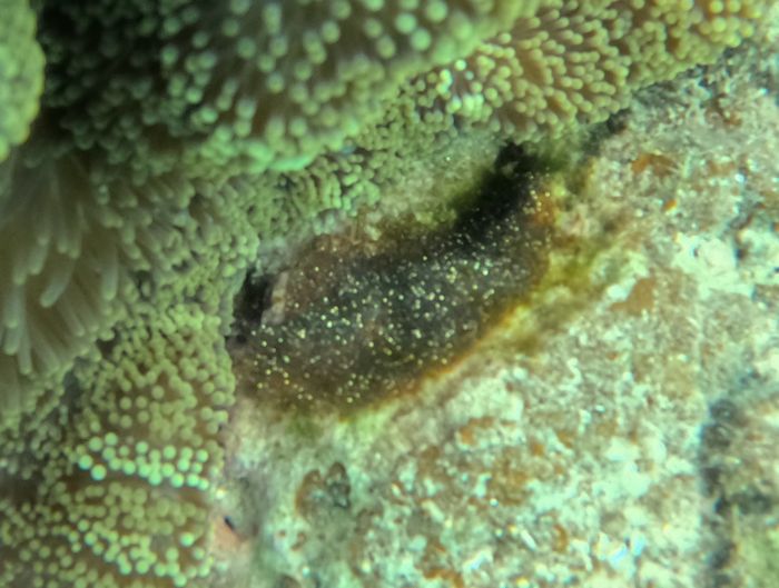 クマノミの卵発見