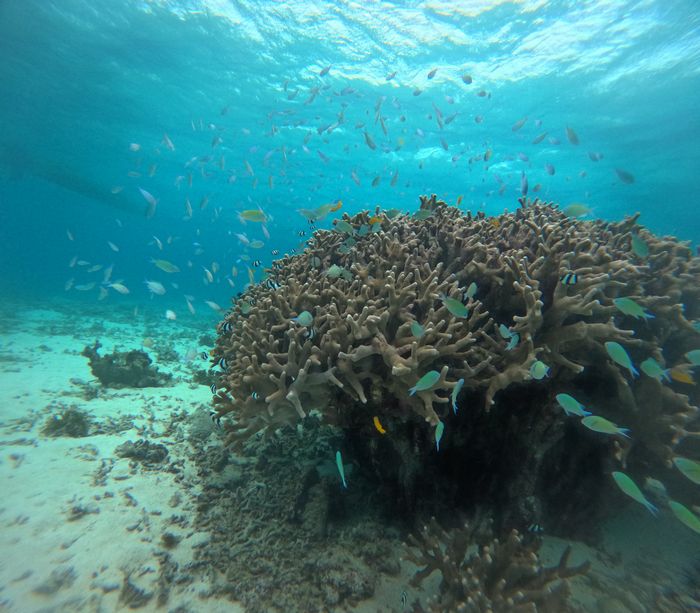 デバスズメダイの群れ