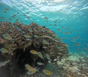 77歳、元気いっぱいスキンダイビング！