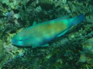 石垣島北部 東海岸でシュノーケル！見れる魚たち実はおいしい魚たち♪