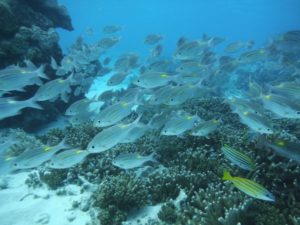 石垣島北部 東海岸でシュノーケル！見れる魚たち群れる魚編②