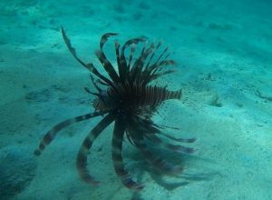 石垣島でシュノーケリング！見れる魚たち、危険なお魚さん①