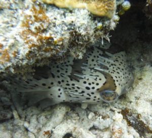石垣島北部 東海岸でシュノーケル！見れる魚たち危険なお魚さん②