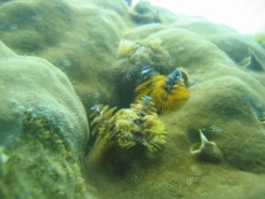 石垣島北部 東海岸でシュノーケル！見れる魚たち得体のしれない生き物編
