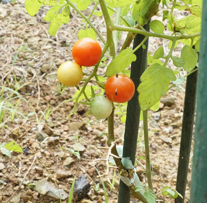 トマトが赤くなり始めています。